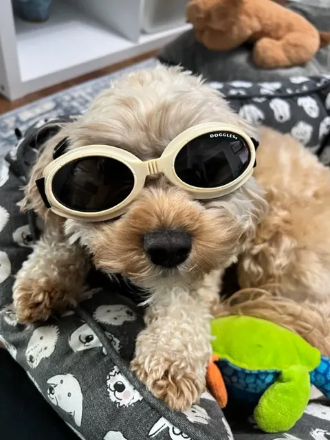 Zuzu dog in safety goggles